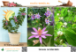 Preview: Grewia occidentalis, 10 Samen